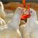 For beginners: breeding a broiler at home Boiled water for broilers